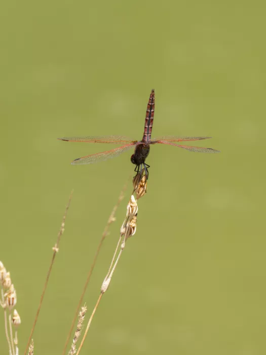 akyurt, engin: Red Dragonfly