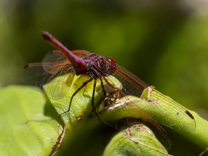 akyurt, engin: Red Dragonfly