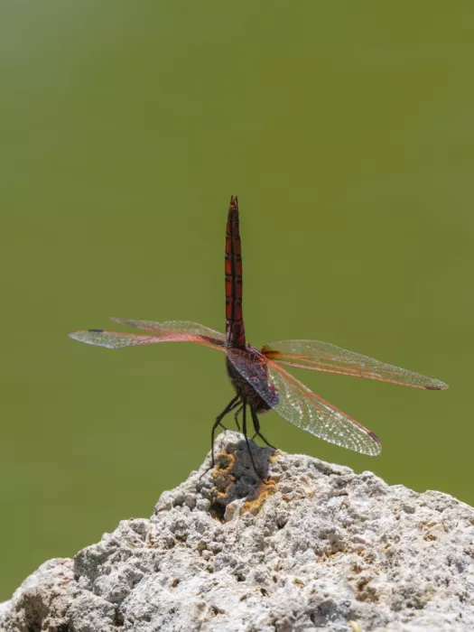 akyurt, engin: Red Dragonfly