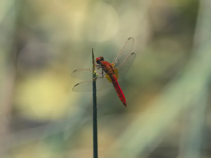 akyurt, engin: Red Dragonfly