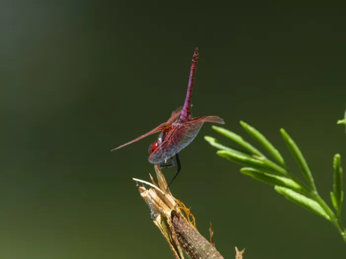 akyurt, engin: Red Dragonfly