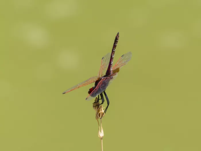 akyurt, engin: Red Dragonfly