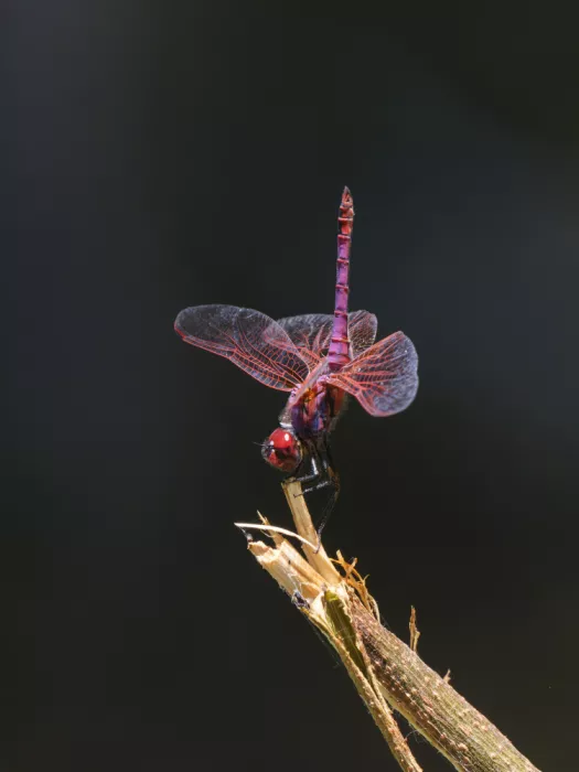 akyurt, engin: Red Dragonfly
