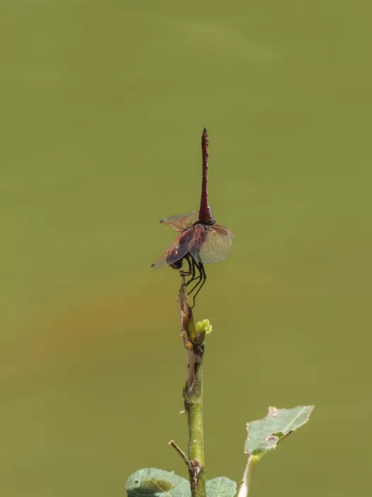 akyurt, engin: Red Dragonfly