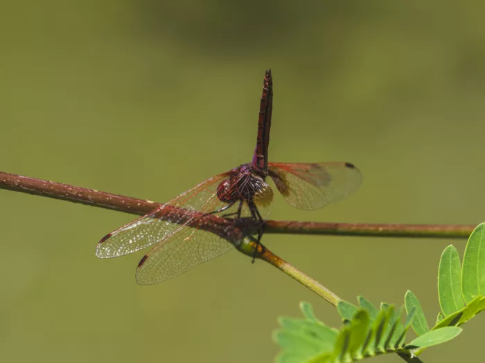 akyurt, engin: Red Dragonfly