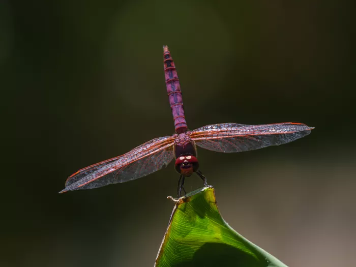akyurt, engin: Red Dragonfly