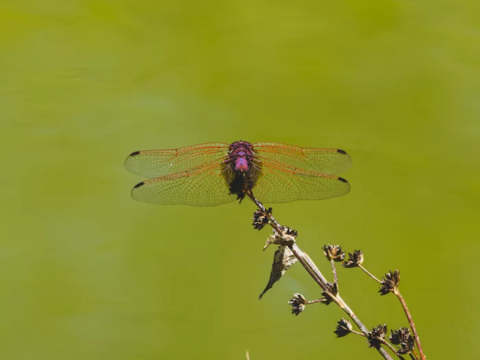 akyurt, engin: Red Dragonfly