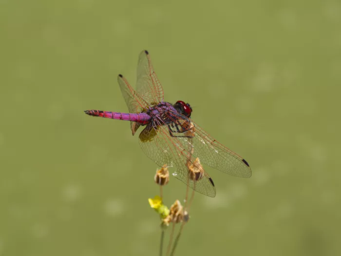 akyurt, engin: Red Dragonfly