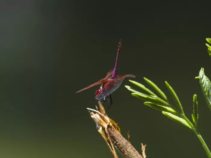 akyurt, engin: Red Dragonfly