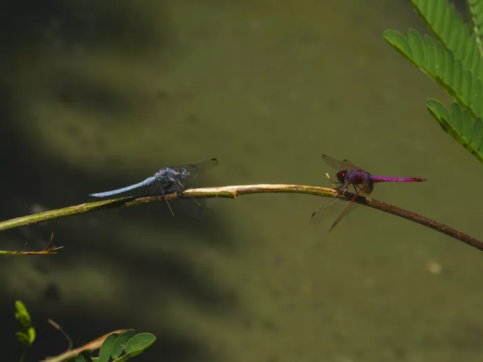akyurt, engin: Two dragonflies, one blue and one red, on a tree branch