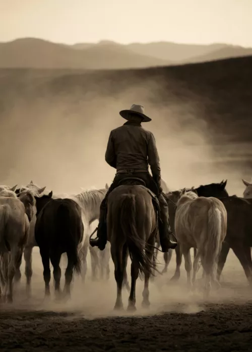 Magnusson, Andreas: Cowboy beim Treiben von Rindern