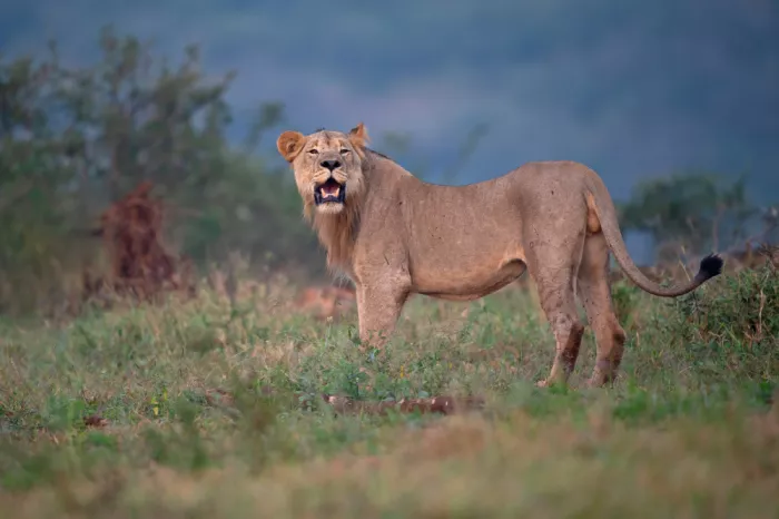 Pozzi, Marco: Roar