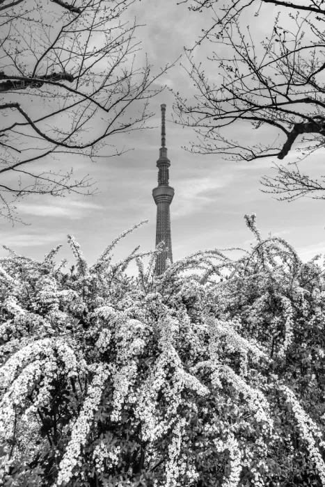 Viola, Melanie: Iconico Tokyo Skytree | monocromatico