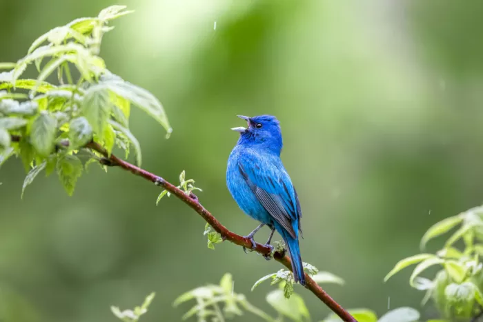 Zhou, Steven: Indigo Bunting