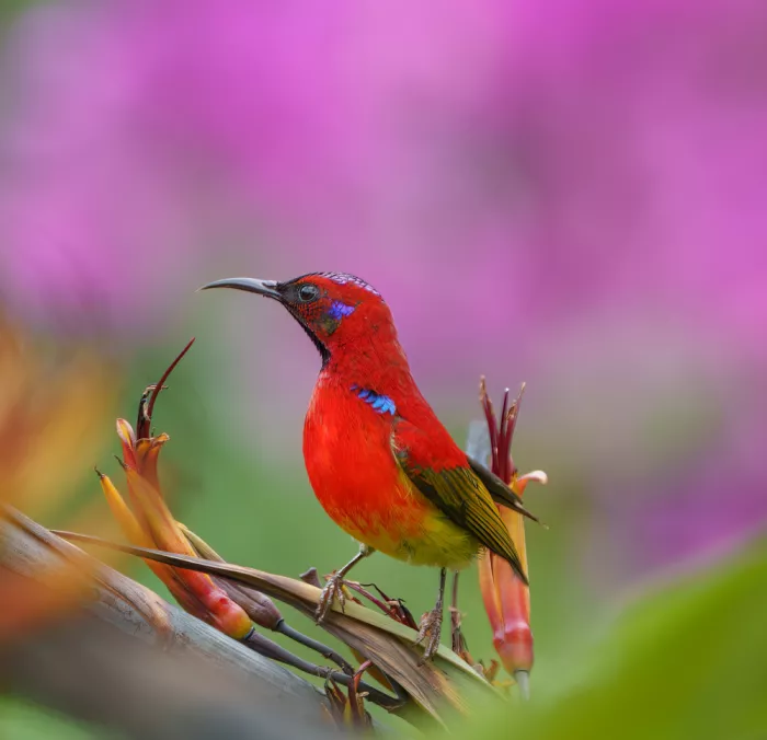 Li, Alex: Sunbird#2