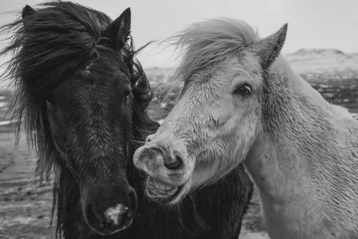 Ying, Li: Sussurro