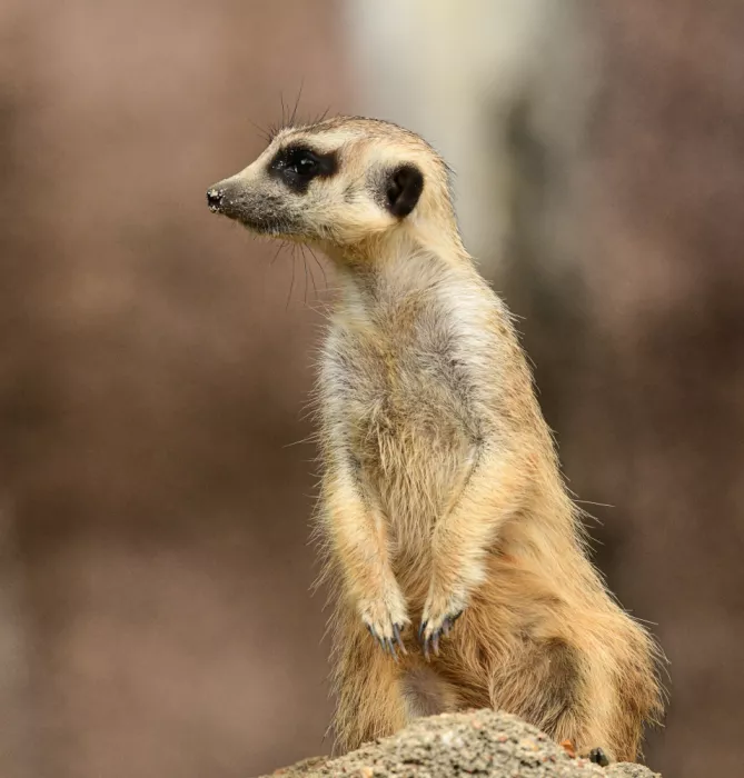 Siegel, S. Jerome: Meerkat Observing the Scene