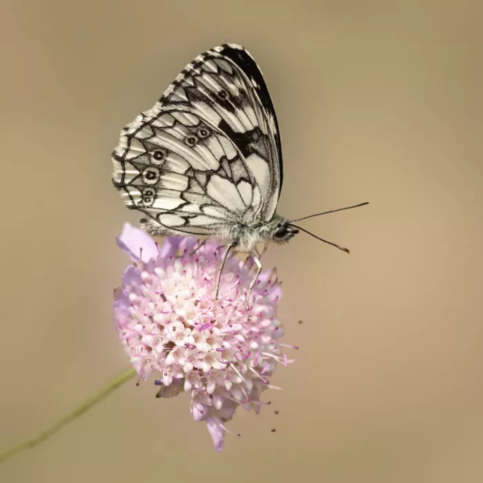 Keizer, Annie: Beautiful butterfly.