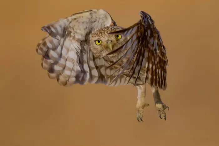 Manusevich, David: Petit hibou