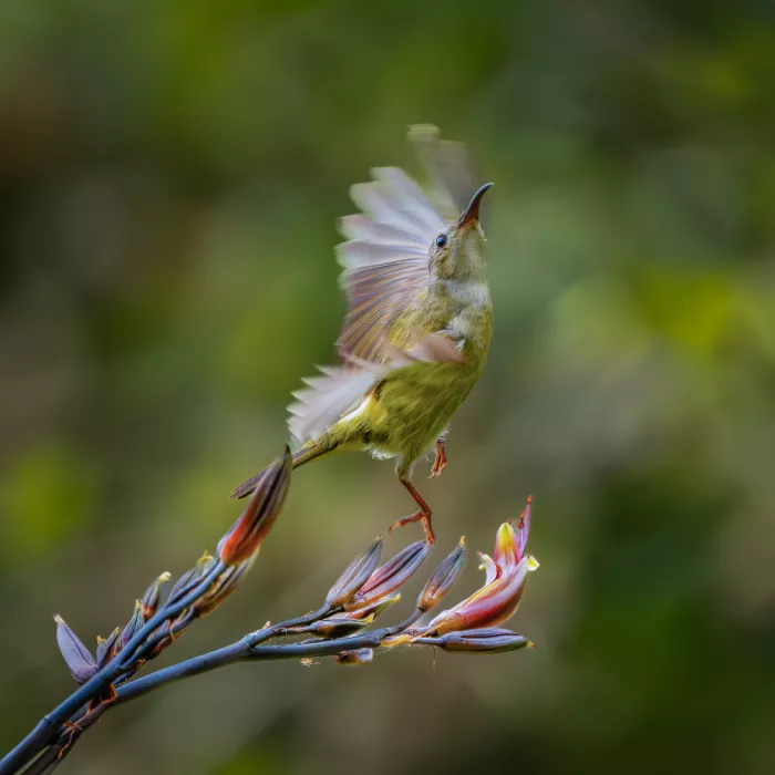 Li, Alex: Female Sunbird