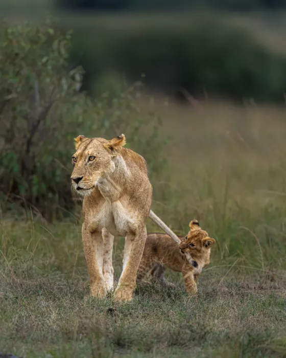 Bhatia, Yogesh: Petit Animal Espiègle