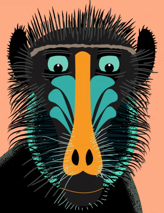 Nicholas: Mandril mirando hacia abajo