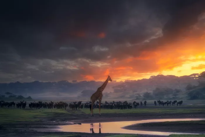 Joanaduenas: African dream 7R51683