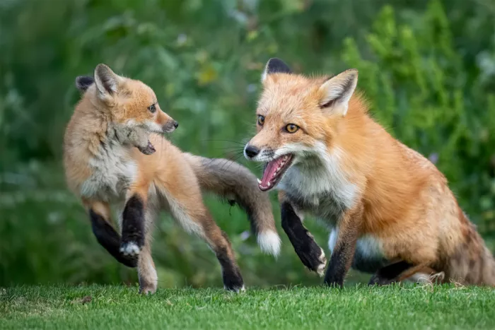 Lipinghu: Mommy, come chase me!