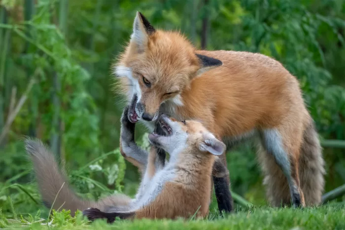 Lipinghu: Mom plays with me