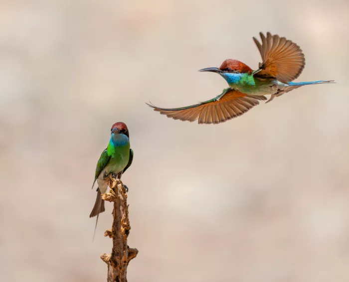 Li, Alex: Bee-eaters