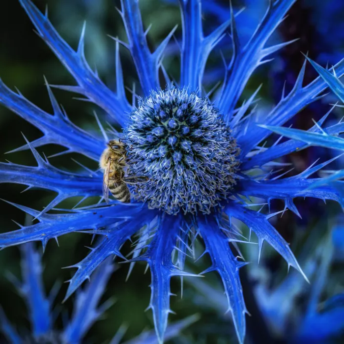 Timiras, Bogdan: Rhapsody in blue.