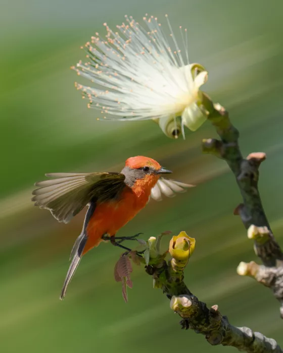 Qin, Xuemei: Vermilion Flycatcher