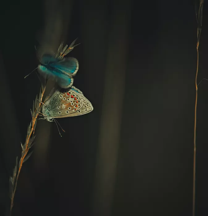 Williams, Stuart: Common Blues