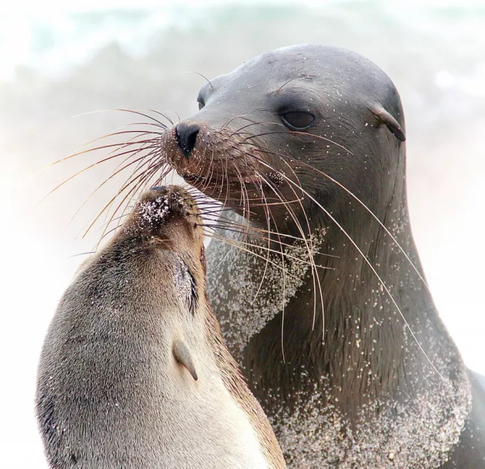 Heg, Zina: Kisskiss