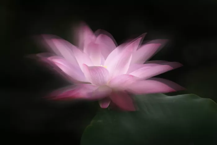 Gong, Yun: Anmutig erblühend