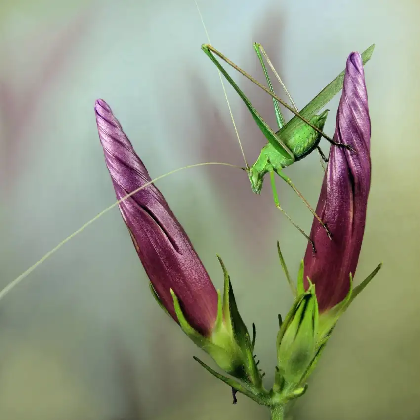 Hoffman, Jimmy: Katydid