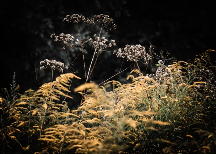 Jaszke, Justyna: The Gold of Passing Photography