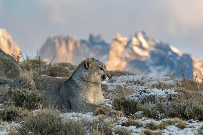 Dhesi, Rajat: Puma @ Torres del Paine