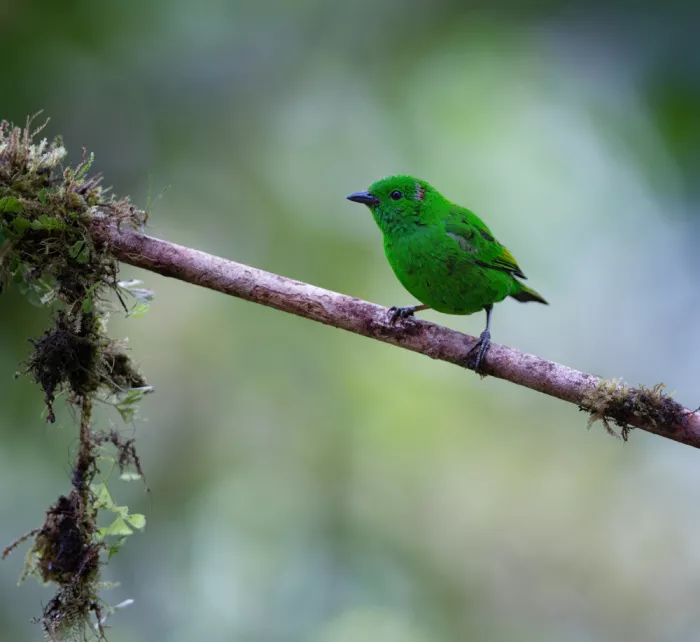 Huang, Xiaojian: Lesklý zelený tanager v Andách