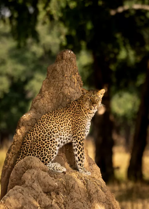 Chawla, Shobhit: Leopardnama