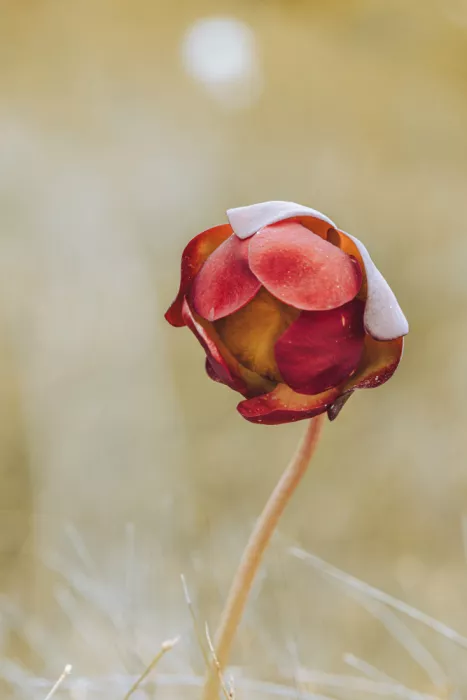Kimberly: Flower of the Purple Pitcher Plant