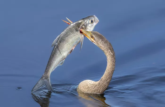 Kootz, Kayanti: Pesca