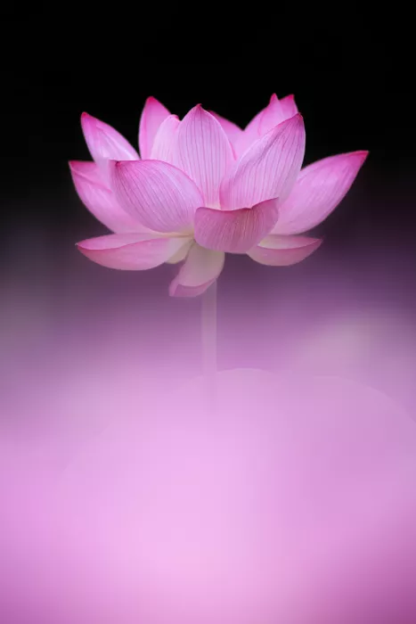 Suzuki, Takashi: Rosa Juwel