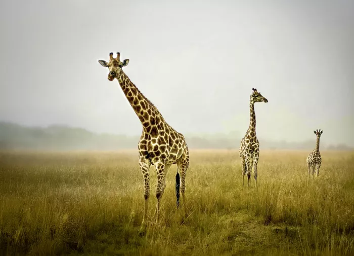 B, Sophie: Three giraffes in the mist