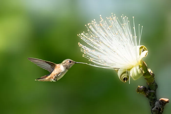 Qin, Xuemei: Rufous Hummingbird