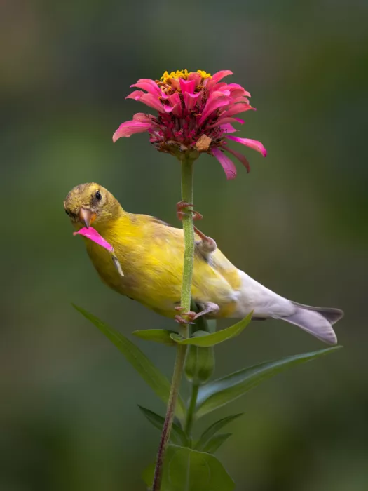 Z, Leechee: Floraison & Contemplation