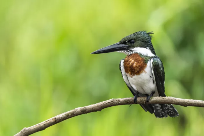 Curto, Jose: Amazon kingfisher