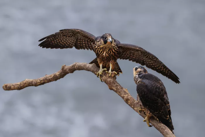(吉星高照), Taksing: Peregrine Falcon