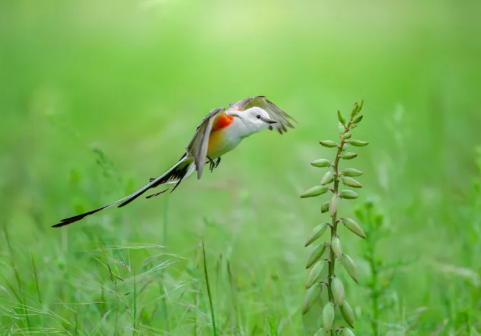 He, Mike: Scissor-tailed Flycatcher