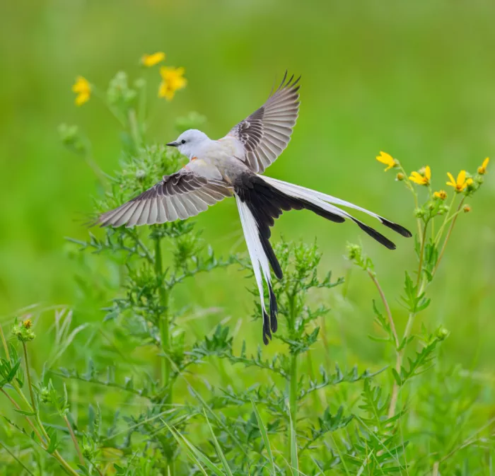 He, Mike: Hovering over the Meadow
